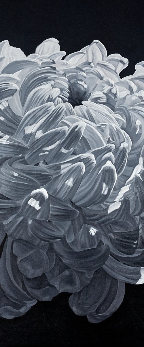 Chrysanthemum by Louis Savage