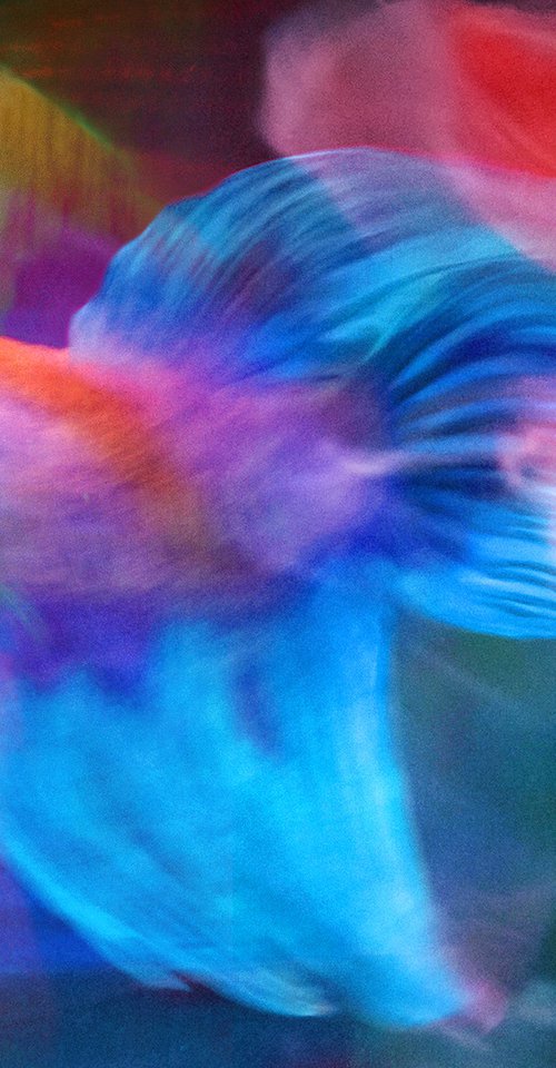 Betta Blur 22 by MICHAEL FILONOW