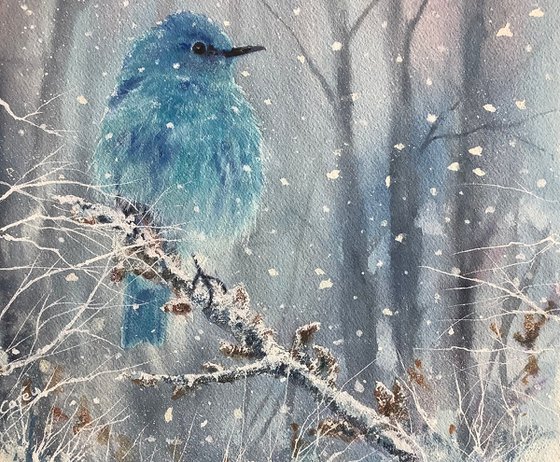Mountain Bluebird #2