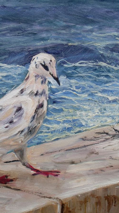 One gull from Siracuza by Elena Sokolova