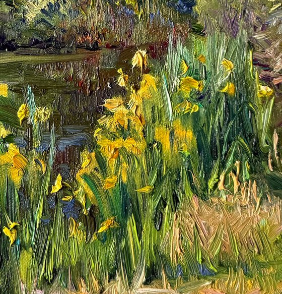 Where the Irises Bloom