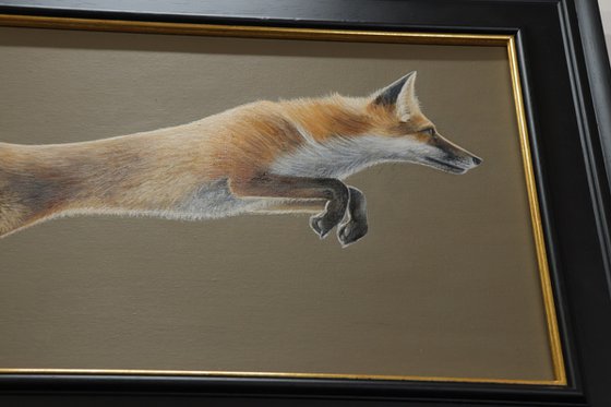 A Fox in Motion