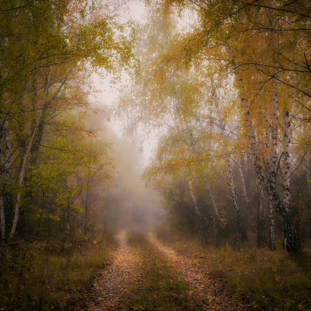 Foggy path by Vlad Durniev Photographer
