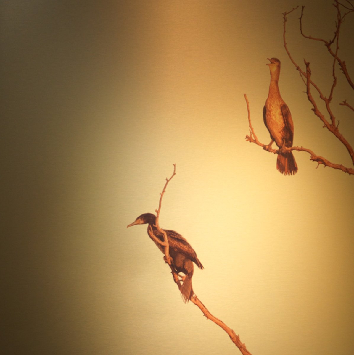 Photorealistic Landscape Photograph By Katha Wood, 48 X 48", Hanging On Ii Gold Lf, Original Artwork