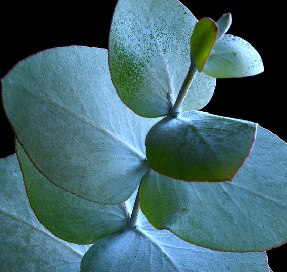Eucalyptus Silver Dollar Leaves