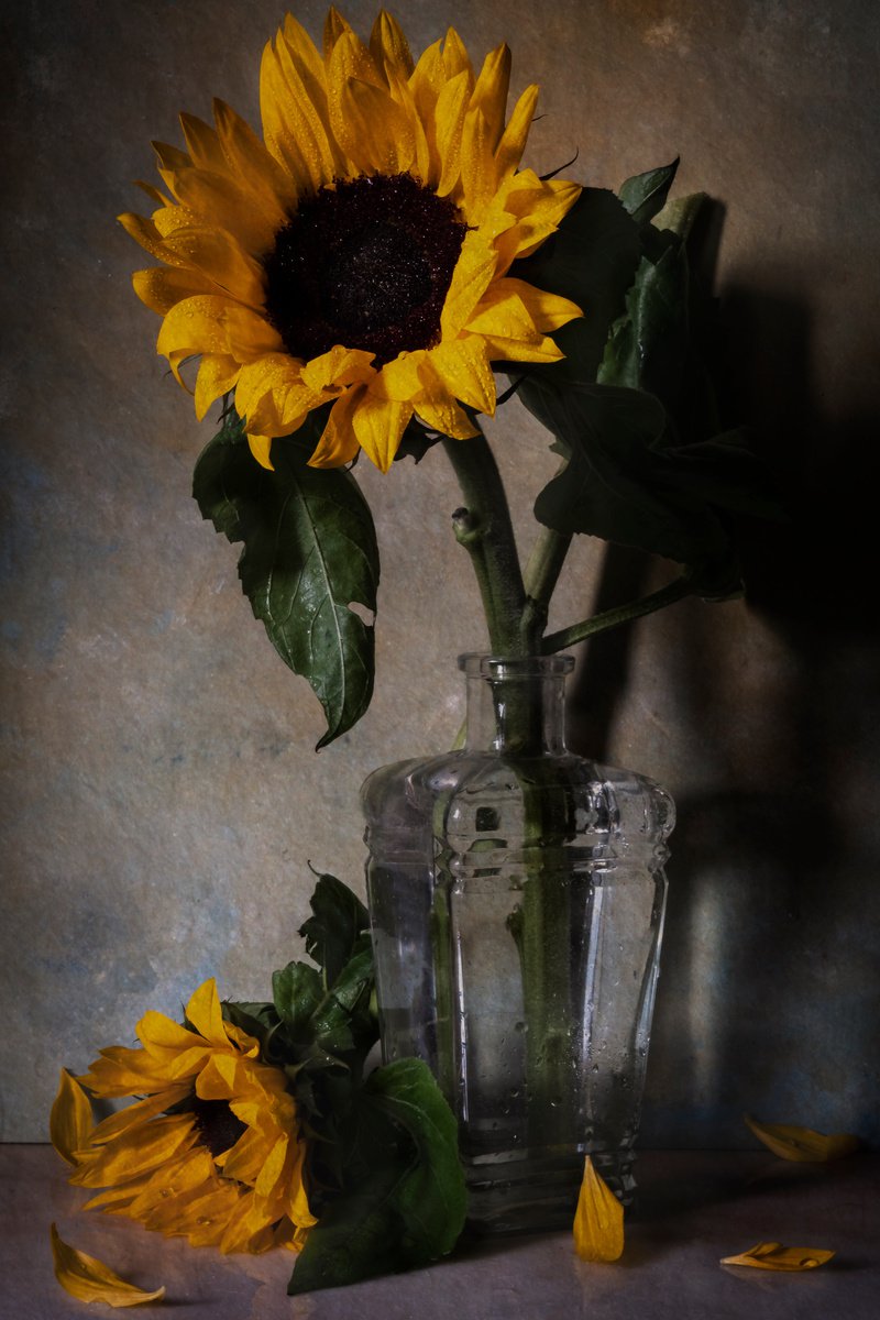 Impressionistic Botanical Photograph By Sandra Platas Hernandez, 12 X 17", Girasol, Original Artwork