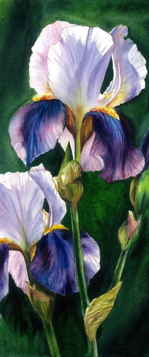 Surprise Irises by Maryna Boiko
