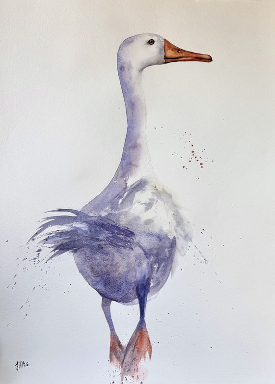 White long neck Curious duck