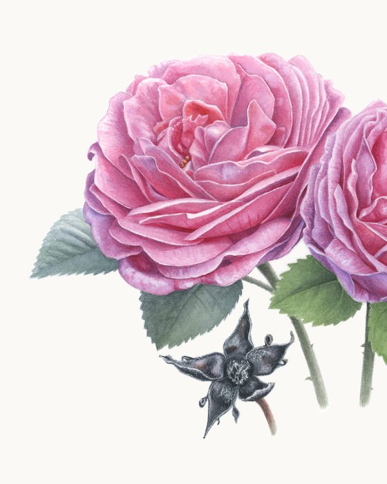 Garden Roses