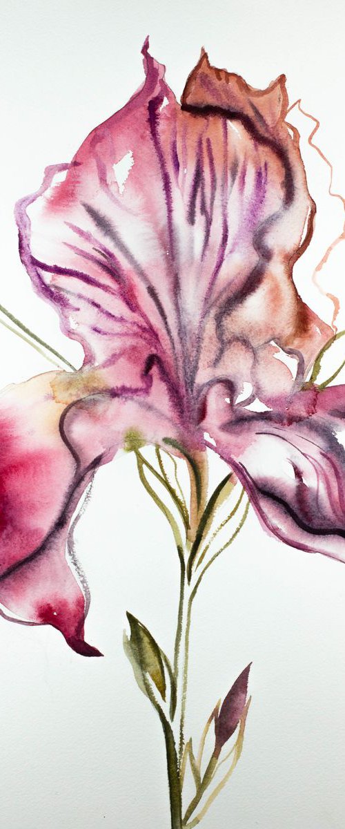 Iris No. 93 by Elizabeth Becker