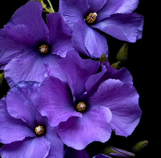 Purple Hibiscus Flowers