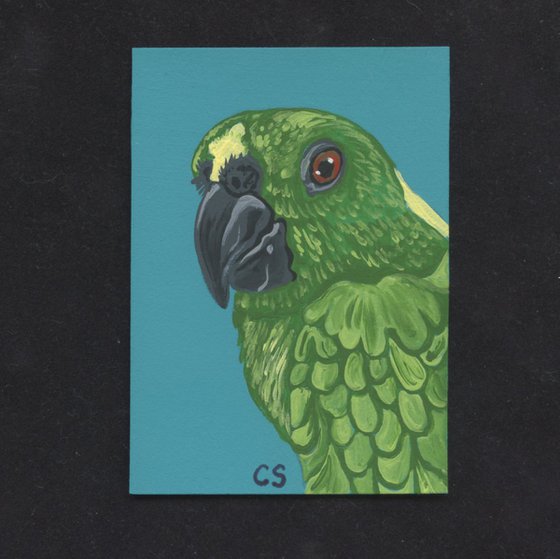 ACEO ATC Original Miniature Painting Yellow Crowned Amazon Parrot Pet Bird Art-Carla Smale