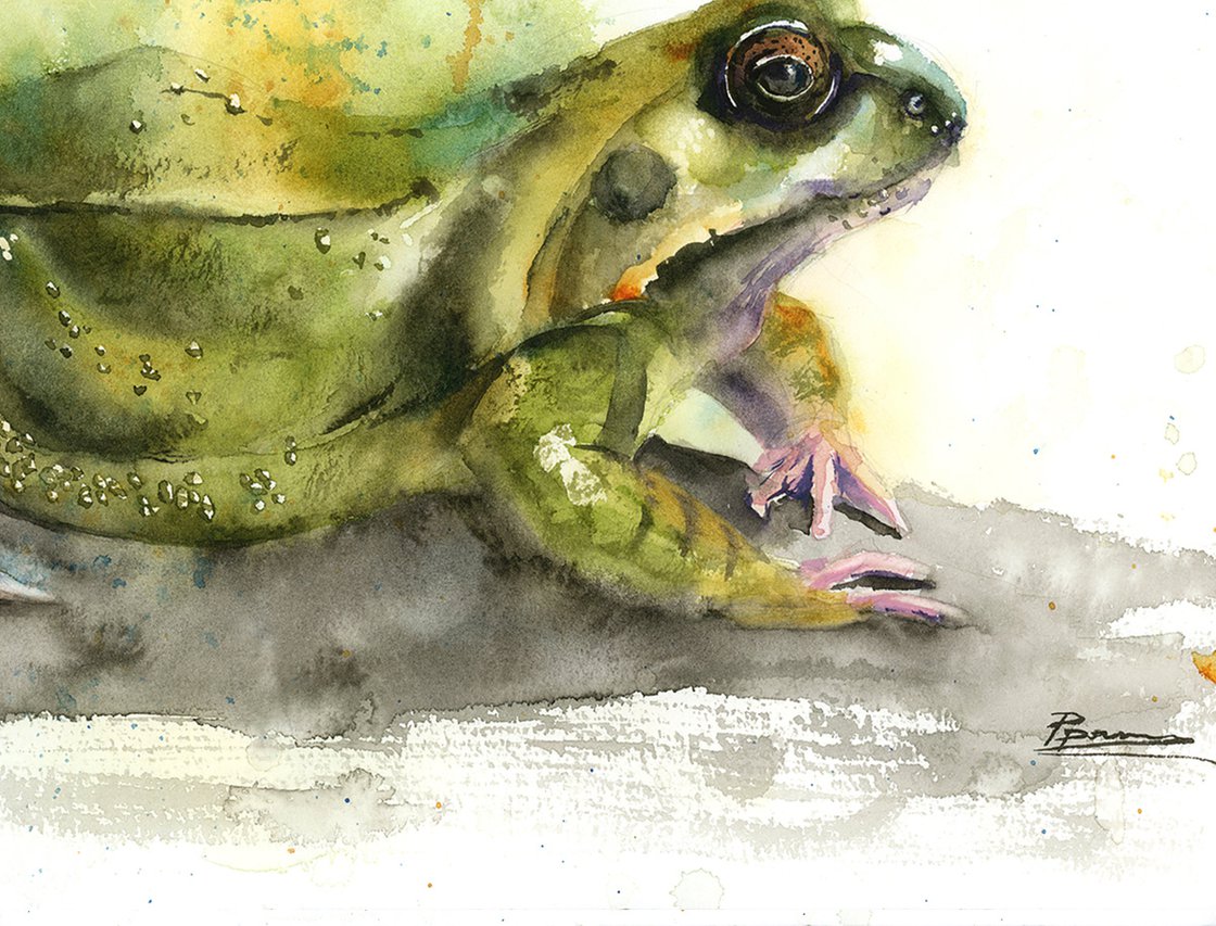 Frog - Original Watercolor Painting Watercolour by Olga Tchefranov ...