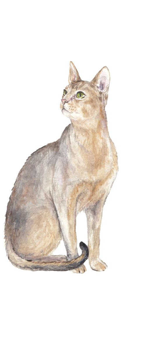 Abyssinian Cat Original Watercolor by Lauren Rogoff