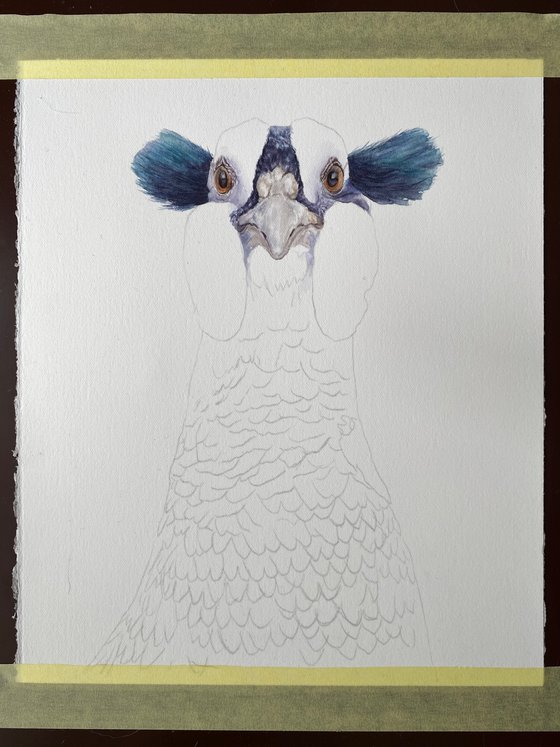 Pheasant with funny blue bangs