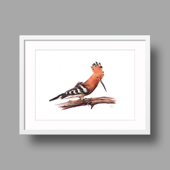 Eurasian Hoopoe