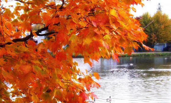 Autumn on Wellesley Pond
