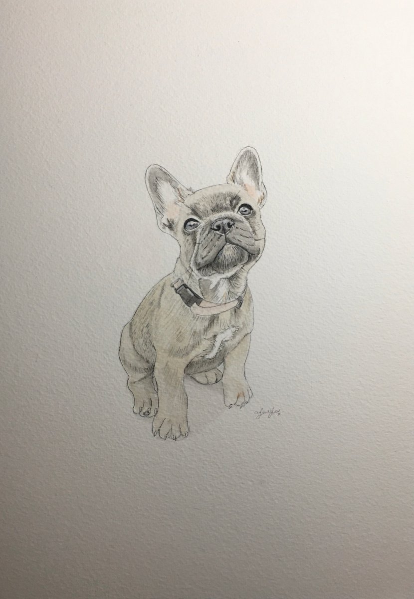 French Bulldog Painting by Amelia Taylor