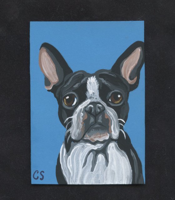 ACEO ATC Original Painting Black White Boston Terrier Dog Pet Art-Carla Smale