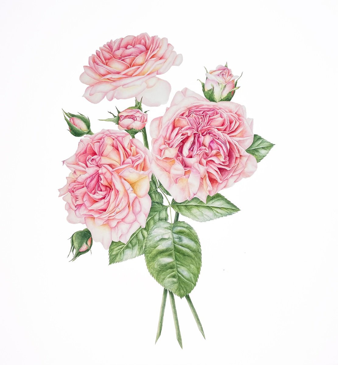 Photorealistic Botanical Watercolour By Alona Hrinchuk, 16 X 20, David Austin Roses, Original Artwork