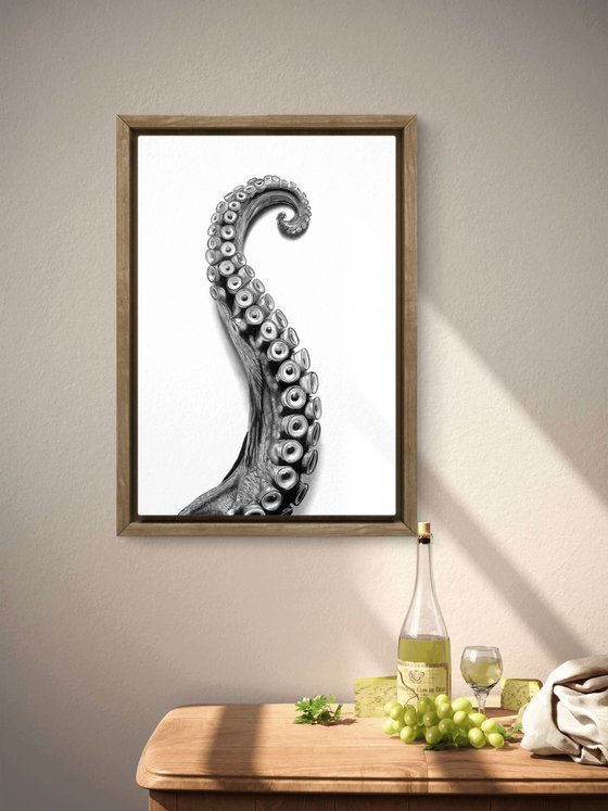 Octopus Arm
