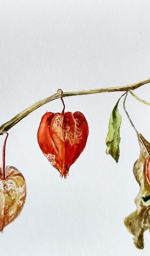 Botanical illustration by Ann Krasikova