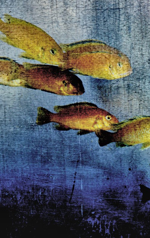 Aquarium by Elena Zapassky