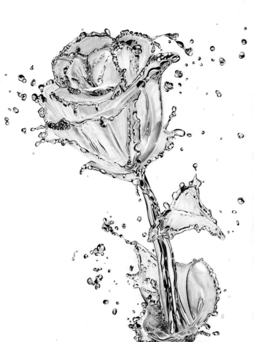 Rose Water Pencil Drawing By Paul Stowe Artfinder