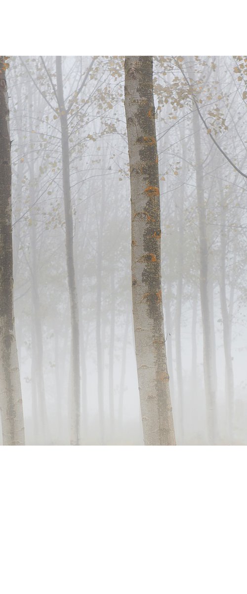 trees by Maurizio Landriscina