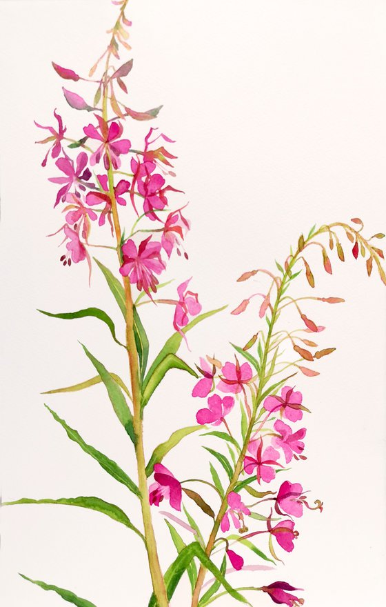 Fireweed in Watercolor