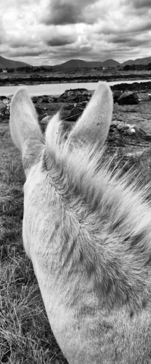 Connemara Donkey - County Galway Ireland by Stephen Hodgetts Photography