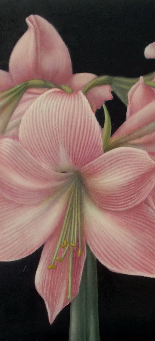 "Pink amaryllis" by Tatyana Mironova