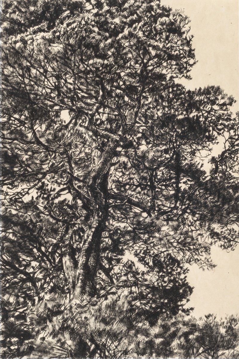 Impressionistic Landscape Etchings & Engravings By Fiona Hamilton, 13 X 17, Autumn Pine, Original Artwork