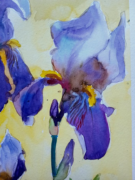 Charming irises