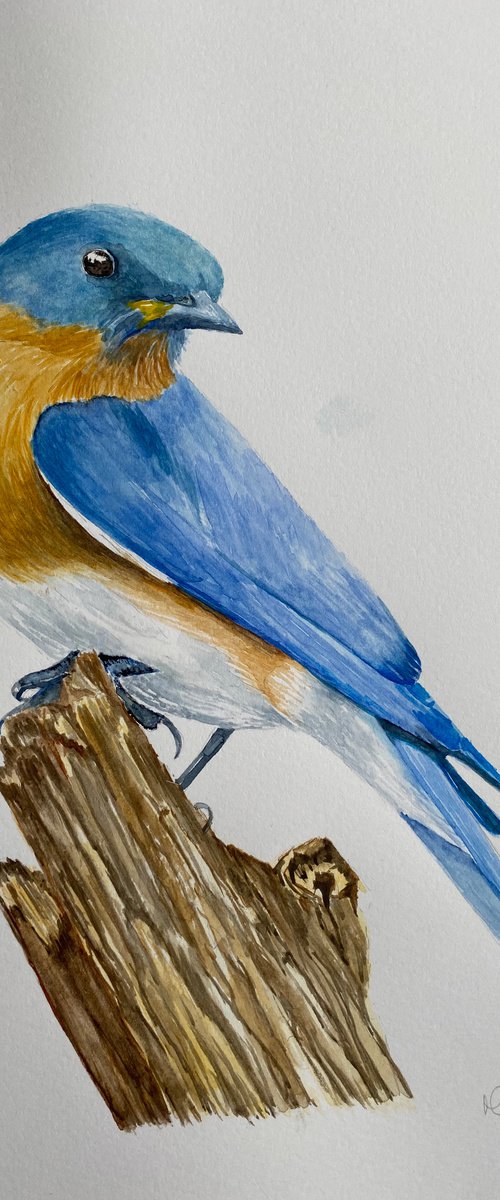 Bluebird by Maxine Taylor
