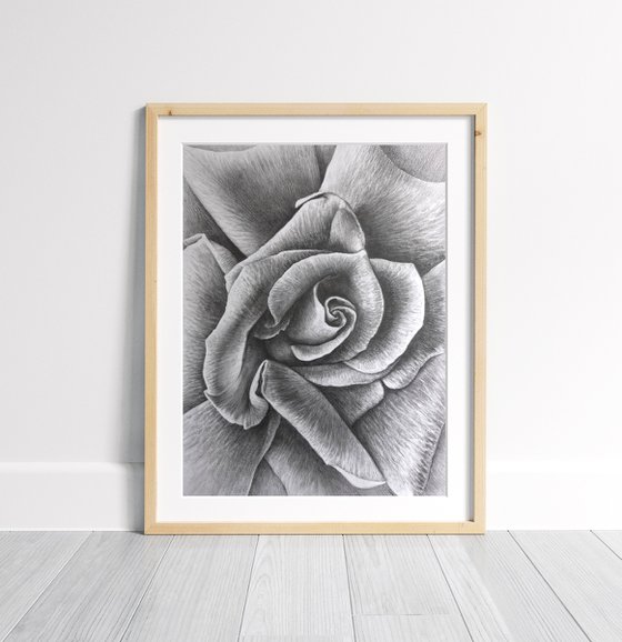 Unfolding. Meditative Botanical Fine Art