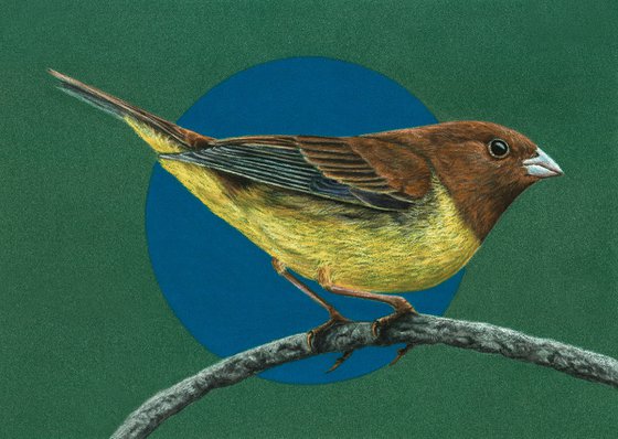 Original pastel drawing bird "Chestnut bunting"