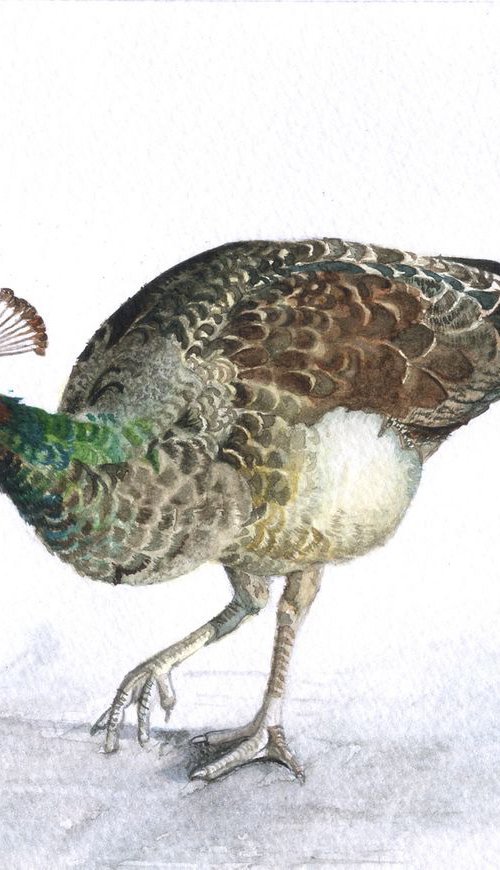 Peahen by Shweta  Mahajan