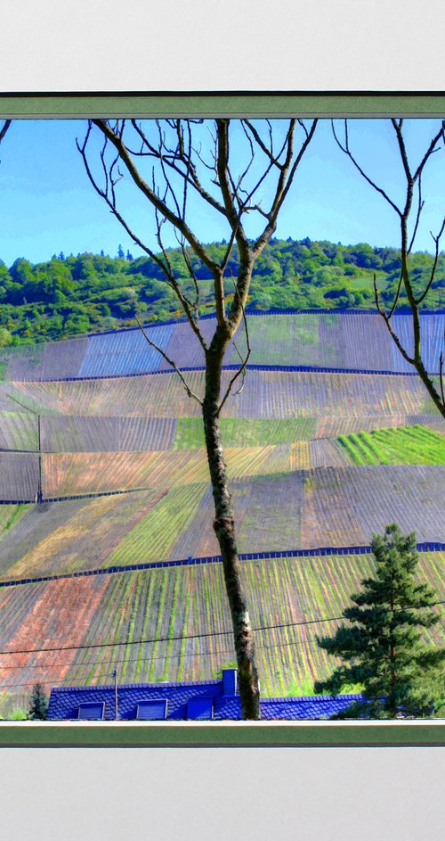 Vineyards in spring, Moselle, Germany by Robin Clarke