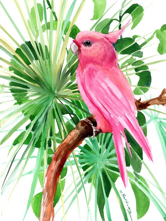 Pink Cockatoo