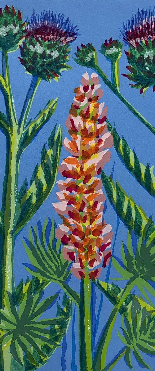 Lupinus, Cardunculus by Marian Carter