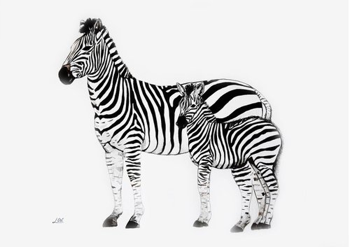 Zebras by Luba Ostroushko