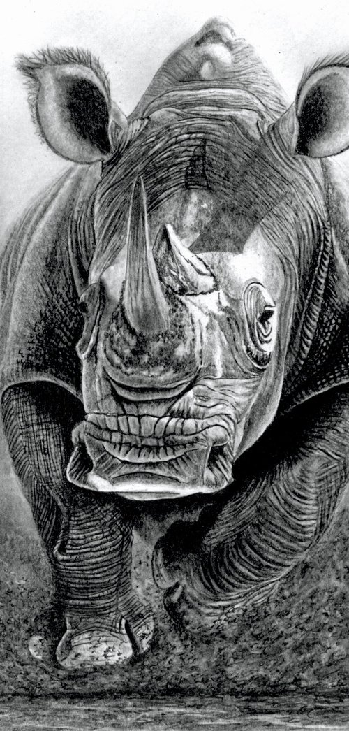 Charging Rhino by Paul Stowe