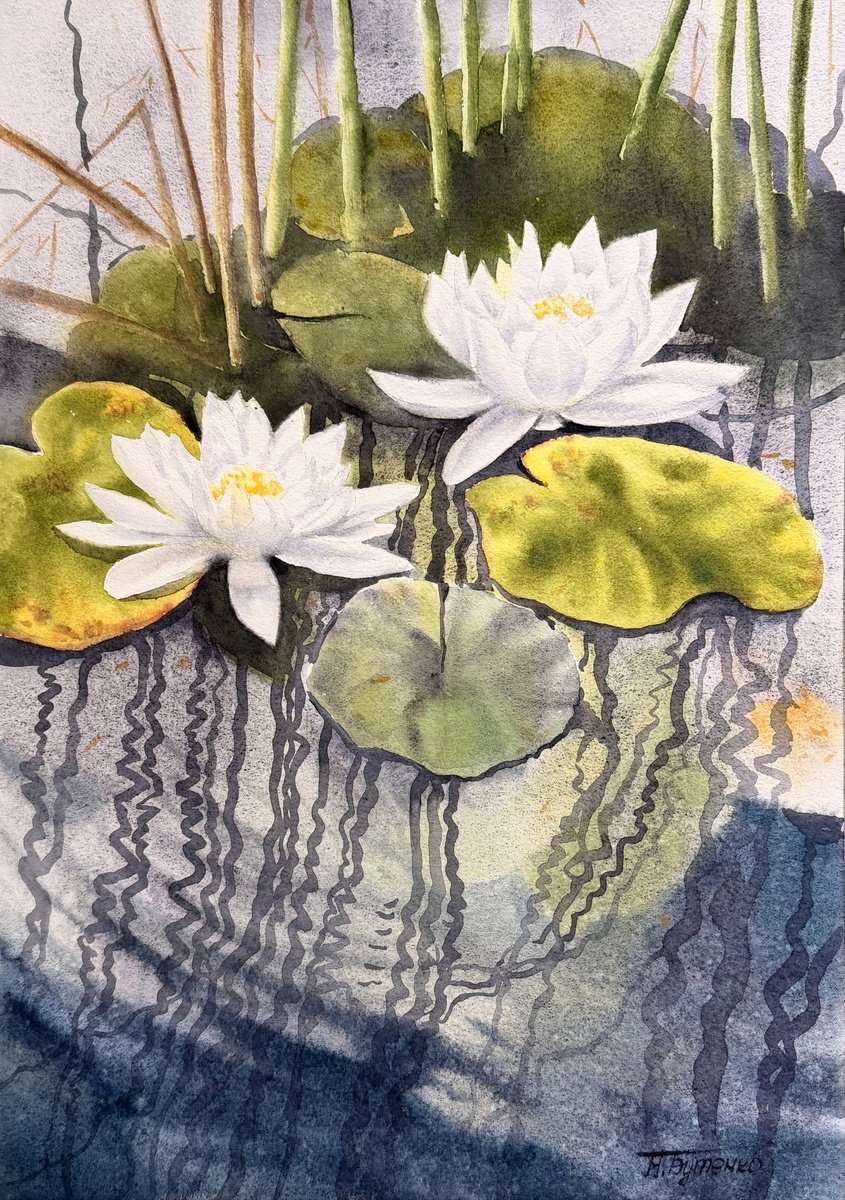 Illustrative Watercolour , White Water Lilies \\ Reflections By Natalia Butenko, 14 X 20, Artwork For Sale On Artfinder