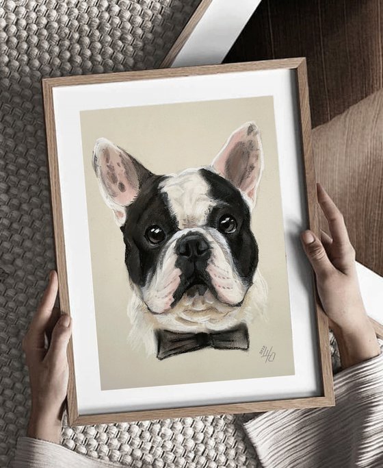 Black and white funny french bulldog