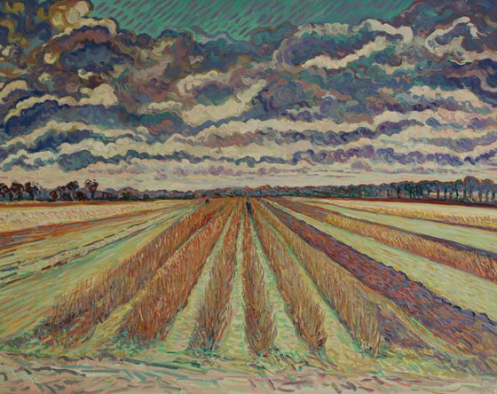 Field of Rasberry Canes
