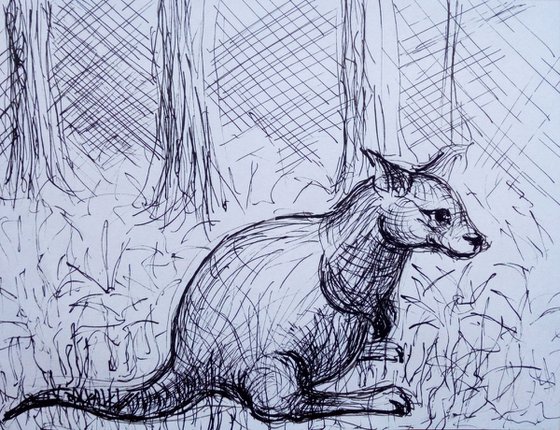 wallaby kangaroo (small drawing)