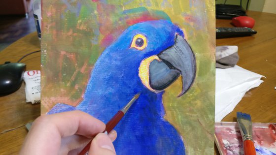 Hyacinth Macaw