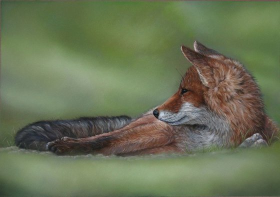 Resting Fox
