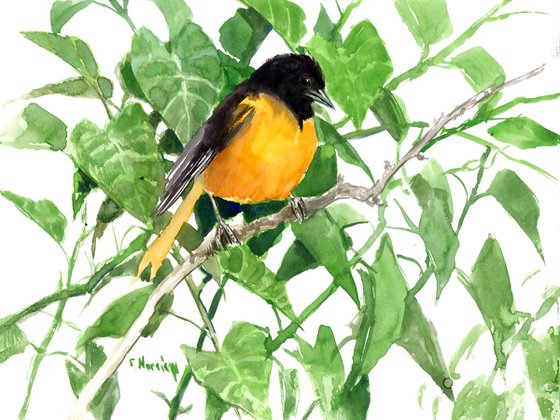 Baltimore Oriole